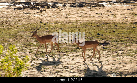 South Africa Wildlife Stock Photo