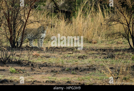 South Africa Wildlife Stock Photo