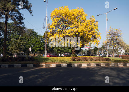 Tecoma Stans or Trumpet Tree in full bloom in Hyderabad,India Stock Photo