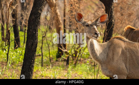 South Africa Wildlife Stock Photo