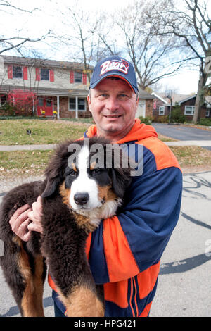 Dog owner carries his pet Bernese Mountain Dog puppy while he recovers from a hip injury. Downers Grove Illinois IL USA Stock Photo