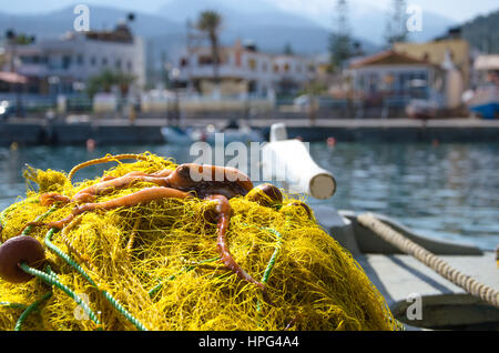 Fresh octopus on yellow fishing nets, in a traditional fishing boat, Crete, Greece. Stock Photo