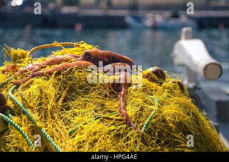 Fresh octopus on yellow fishing nets, in a traditional fishing boat, Crete, Greece. Stock Photo