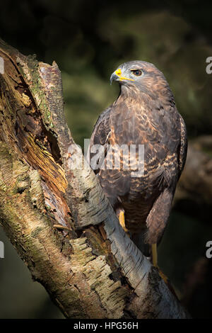 A close profile photograph of a Common buzzard (Buteo buteo) perched on a tree and looking to the left Stock Photo