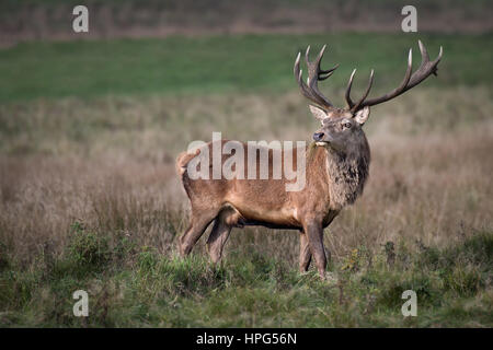 A fourteen point imperial red deer stag (Cervus elaphus) bellowing ...