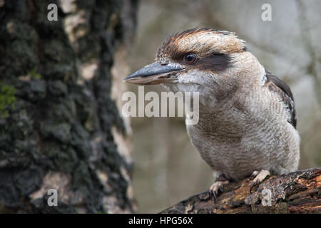 Close up of a perched kookaburra on a branch with beak slightly open looking to the left Stock Photo