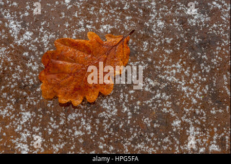 Oak leaf sitting on a sheet of ice. Stock Photo