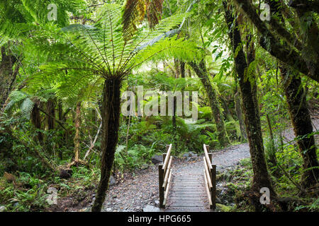 Fox Glacier, Westland Tai Poutini National Park, West Coast, New Zealand. Native tree ferns growing beside the Chalet Lookout Track. Stock Photo