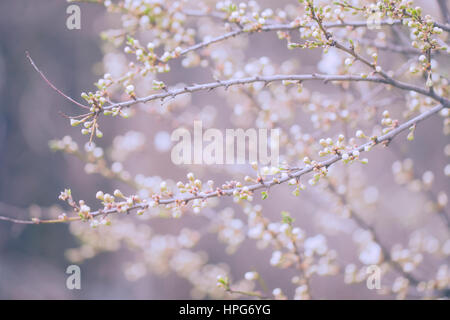 Tree flower blossoms Stock Photo
