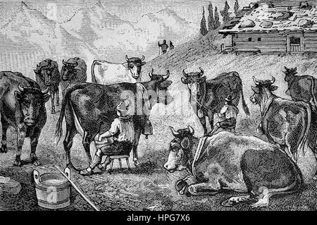 Milking the cows at a mountain hut in Allgäu, Bavaria, Germany, Melken der Kühe bei einer Almhütte im Allgau, Bayern, Deutschland, digital improved reproduction of a woodcut from the year 1885 Stock Photo