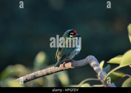 The Coppersmith Barbet or Crimson-breasted Barbet (Psilopogon haemacephalus perched on a branch near Pune Stock Photo