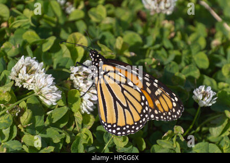 Close up of a colorful Monarch butterfly using its proboscis to sip nectar from fragrant, white clover flowers in summertime Stock Photo