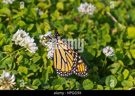 Close up of a colorful Monarch butterfly using its proboscis to sip nectar from fragrant, white clover flowers in summertime Stock Photo