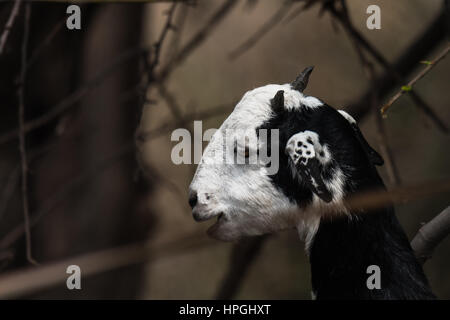 Sub-adult of goat in black and white colored Stock Photo