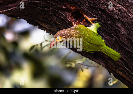 Brown headed barbet Stock Photo