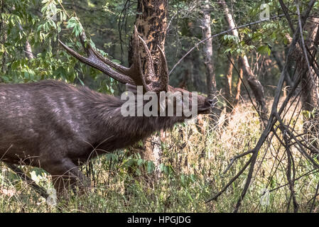 Male adult Sambar deer (Rusa Unicolor in mating season searching female by smelling scene Stock Photo