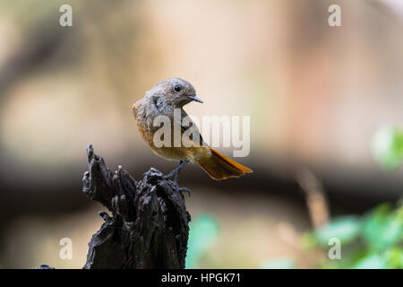 Black redstart a small passerine birds and a migratory birds perched Stock Photo