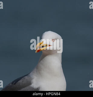 Adult Yellow legged Gull Larus michahellis Gibraltar Stock Photo