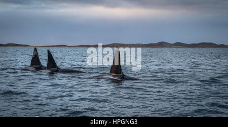Three Killer whales or Orcas in mountain landscape in Tromso Norway, hunting for herring in the fjord Stock Photo