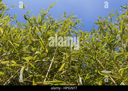 Fresh vivid green bamboo leaves with blue sky as background image Stock Photo