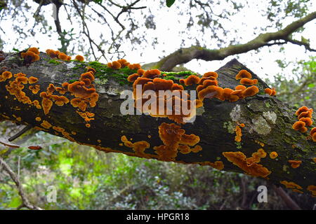 Wood fungus on coast live oak tree, Los Penasquitos Preserve, San Diego, California Stock Photo