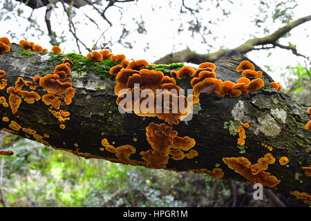 Wood fungus on coast live oak tree, Los Penasquitos Preserve, San Diego, California Stock Photo