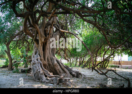 Ancient forest grove, Vrindavan, India. Stock Photo