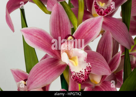 Pink Cymbidium orchid floret showing petals, sepals, anther cap, column and modified petal the lip