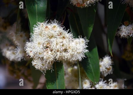 Cluster of white gumtree (Angophora hispida) flowers in East Gippsland, Victoria, Australia. Close up eucalyptus flower. Stock Photo