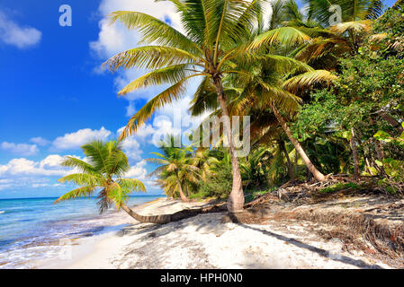 Tropical scenery. Beautiful palm beach with turquoise waters and white sand. Tropical vacations. Relaxing tropical holidays. Idyllic tropical scene. S Stock Photo