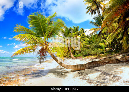 Tropical scenery. Beautiful palm beach with turquoise waters and white sand. Tropical vacations. Relaxing tropical holidays. Idyllic tropical scene. S Stock Photo