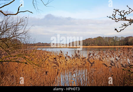 A view of Ormesby Little Broad on the Norfolk Broads from Filby Bridge, Norfolk, England, United Kingdom. Stock Photo