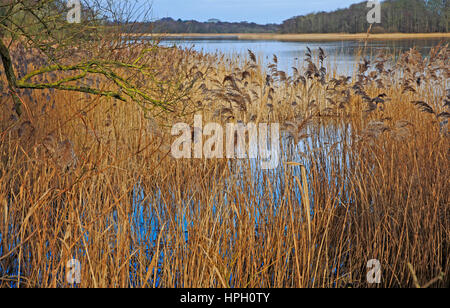 A corner of Ormesby Little Broad on the Norfolk Broads from Filby, Norfolk, England, United Kingdom. Stock Photo