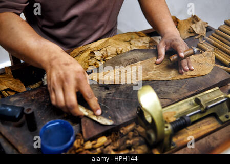 Closeup of hands making cigar from tobacco leaves. Traditional manufacture of cigars. Dominican Republic Stock Photo