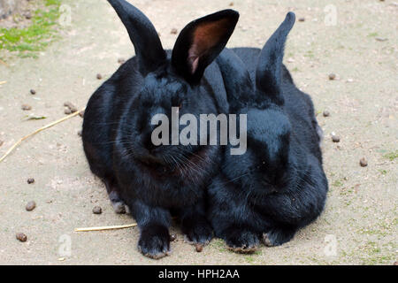 Two black rabbits sitting in the open Stock Photo