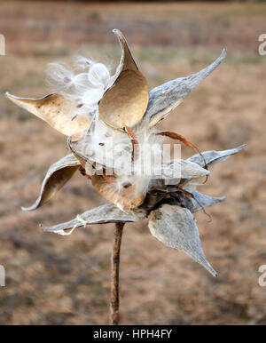 Seed pods of a milkweed plant open and releasing seeds Stock Photo