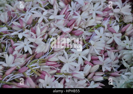 White and pink jasmine flowers with water drops Stock Photo