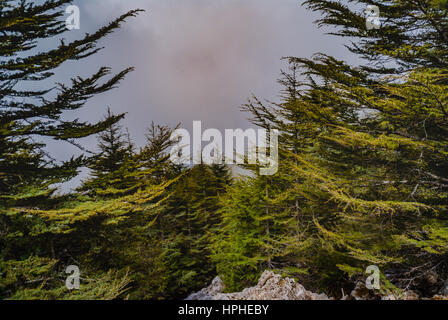 vivid pine and cedar tree forest in fog background Stock Photo
