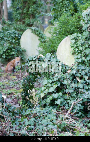 Fox sitting in amongst the Graves at Highgate Cemetery, London, England Stock Photo