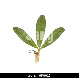 Hare's-foot Clover - Trifolium arvense Stock Photo