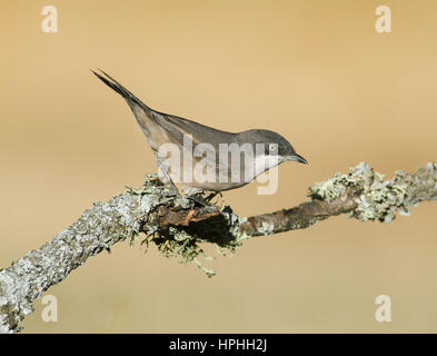 Western Orphean Warbler - Sylvia hortensis Stock Photo
