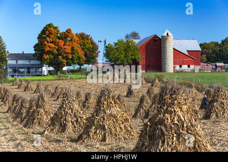 An Amish man setting up corn shocks in the field near Kidron, Ohio, USA. Stock Photo