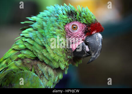 Scruffy green macaw with green blue feathers & pink & red markings on face, Santa Marta, Colombia. Stock Photo