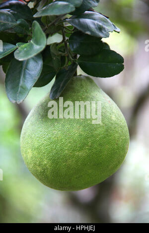 a large citrus fruit. a pomelo in a grid hold in a hand, isolated on a ...