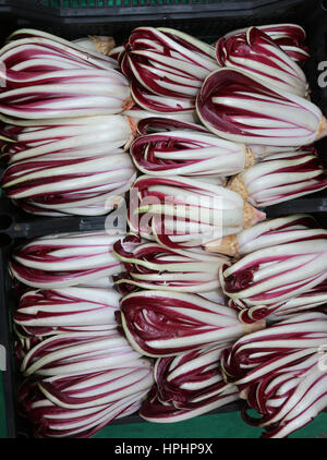 red chicory called Radicchio Rosso di Treviso in Italy for sale in the greengrocer Stock Photo