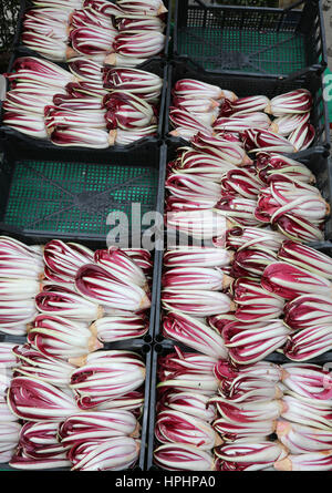 red chicory called Radicchio Rosso di Treviso in Italy for sale in the greengrocer and many boxes Stock Photo