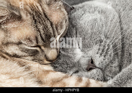 closeup of two sleeping cuddling cats together thai siam and british shorthair pet couple Stock Photo