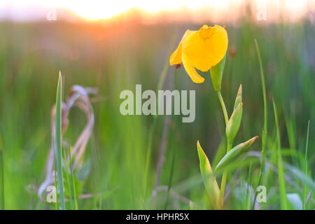 yellow iris at sunset on a wild swamp,essential oils, perfumery, medicine, self-medication, plants with useful elements Stock Photo