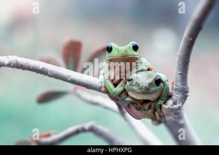 Two Frogs In Action Stock Photo