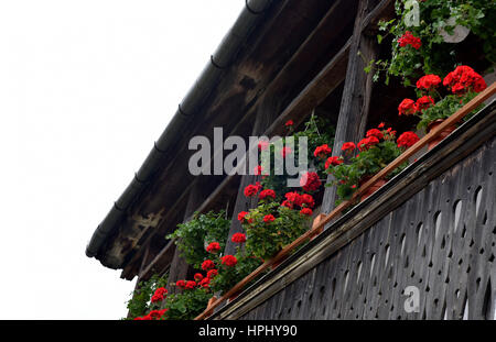 Rural house with red Geranium flowers in the porch Stock Photo